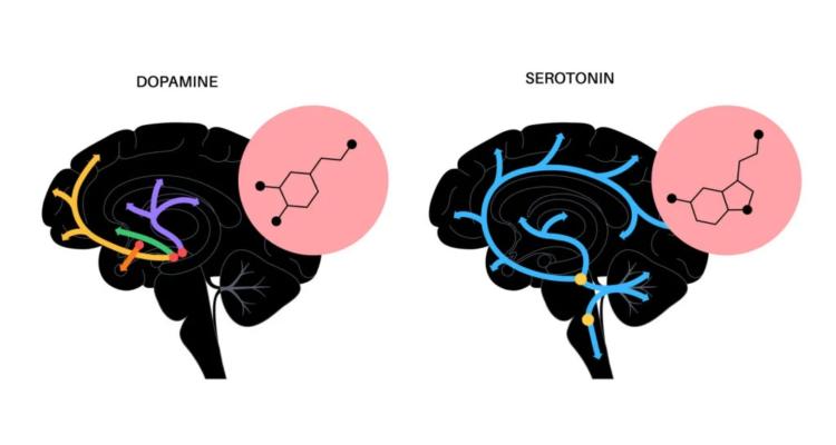 Dopamine and serotonin